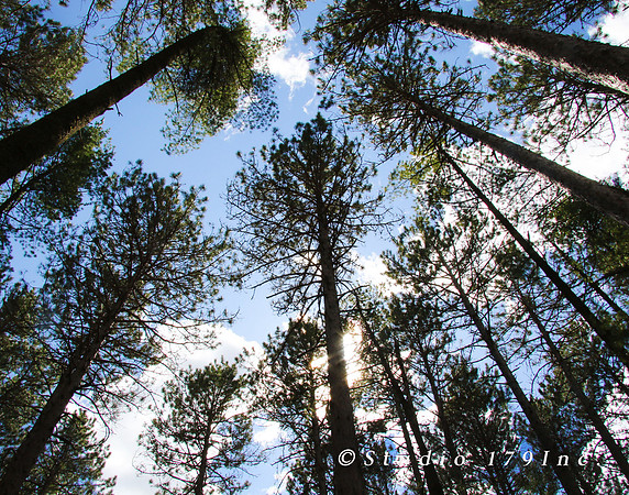 trees_1049